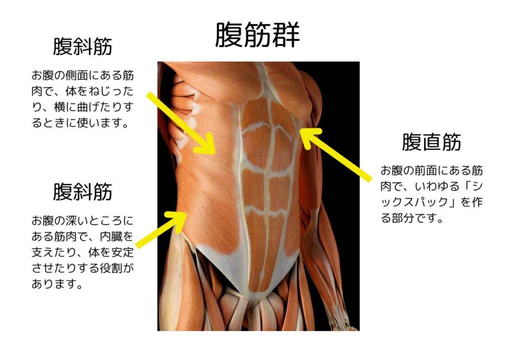 ぽっこりお腹を引き締める筋トレと筋肉解説