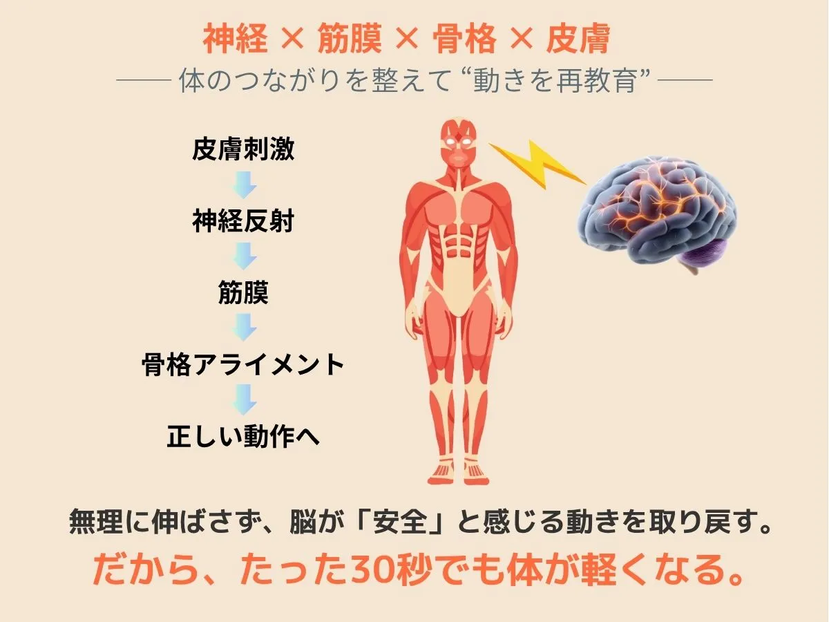 神経×筋膜×骨格×皮膚の連動イメージ｜体リセットメソッド理論図解